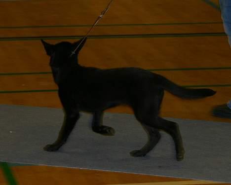 Australsk kelpie Born To Work Brown Bellis - Skue - første gang på udstilling - november 2004 billede 10