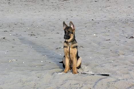 Schæferhund RICO - Rico ved stranden :) billede 7