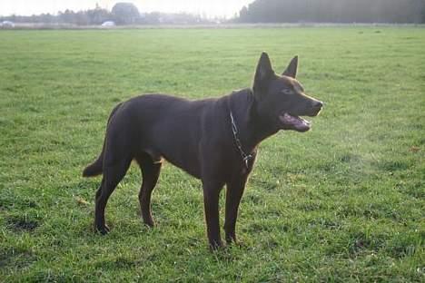 Australsk kelpie Andy (Born To Work Andy) - april 2005 - taget af Carina Enevoldsen billede 4