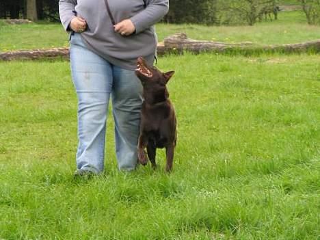 Australsk kelpie Andy (Born To Work Andy) - TW05 - "opvisning" i freestyle - taget af Holgerd Virenfeldt billede 5