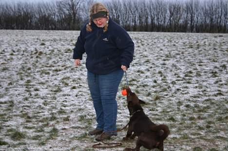 Australsk kelpie Andy (Born To Work Andy) - IT 2003 billede 7