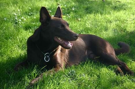 Australsk kelpie Andy (Born To Work Andy) - Afslapning 2004 billede 9