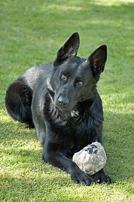 Schæferhund Freja (To-fast Daisy) - Jeg er da helt uskyldig tænker hun. billede 1