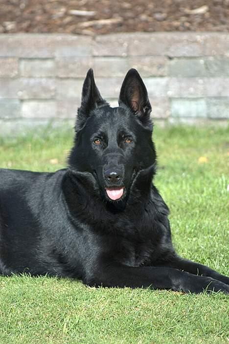 Schæferhund Freja (To-fast Daisy) billede 2