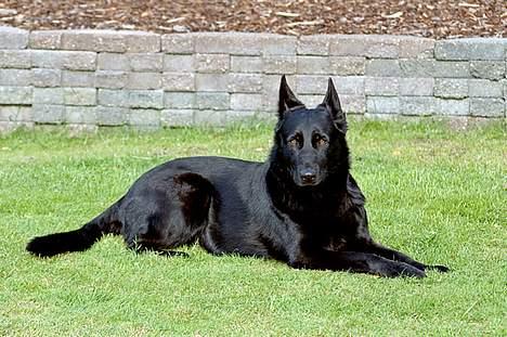 Schæferhund Freja (To-fast Daisy) billede 3