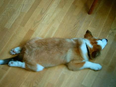 Islandsk fårehund Cinni billede 4