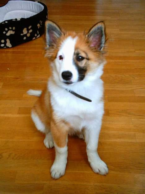 Islandsk fårehund Cinni billede 5