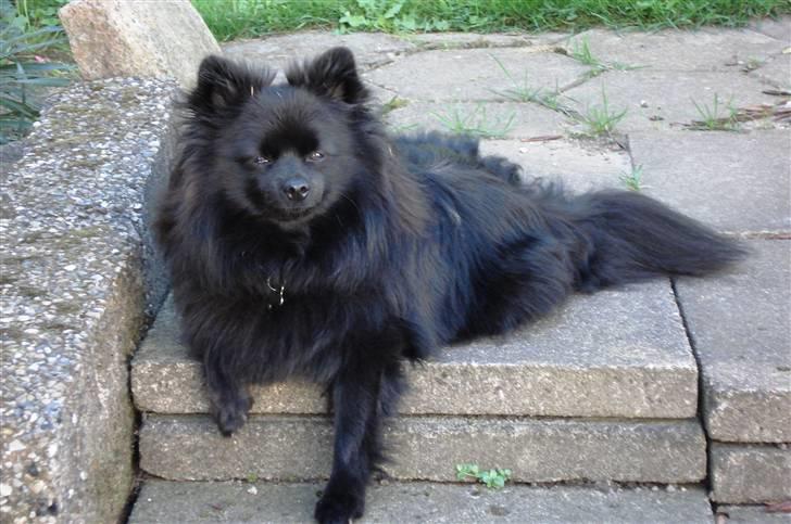 Pomeranian Fie *4-7-2004* - Er jeg ikke bare for lækker. ;o) billede 1