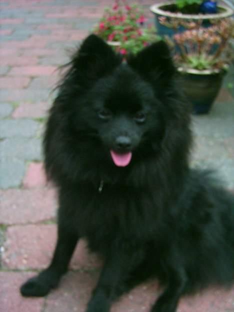Pomeranian Fie *4-7-2004* - Er du ikke snart færdig???? billede 2
