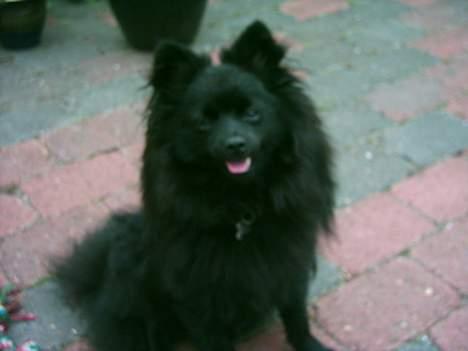 Pomeranian Fie *4-7-2004* - Er jeg ikke bare dejlig. billede 3