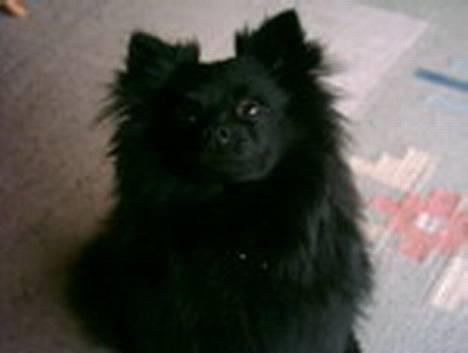 Pomeranian Fie *4-7-2004* - Sidder jeg ikke pænt. billede 4