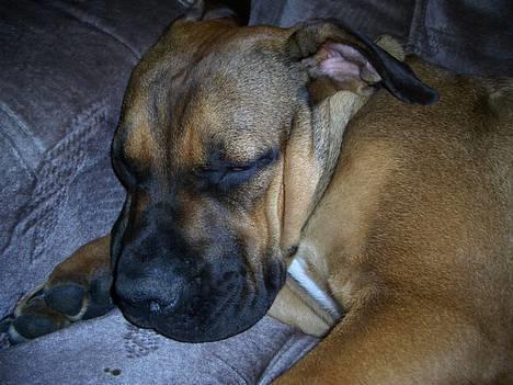 Boerboel Phoebe billede 1