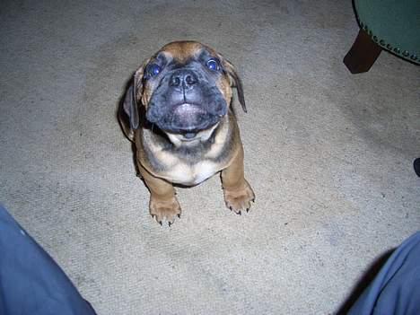 Boerboel Phoebe billede 3