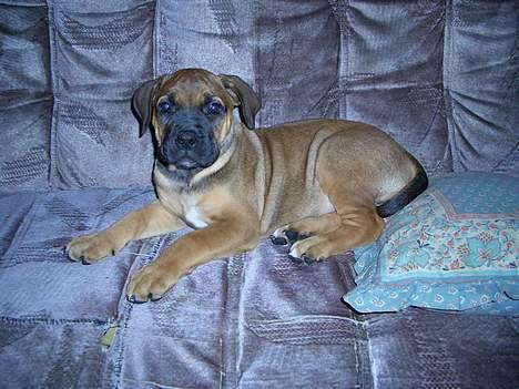 Boerboel Phoebe billede 4