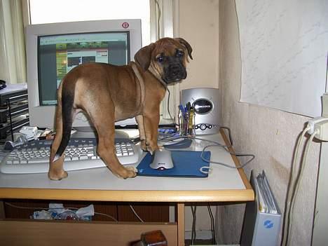 Boerboel Phoebe billede 5