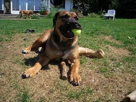 Boerboel Phoebe billede 6