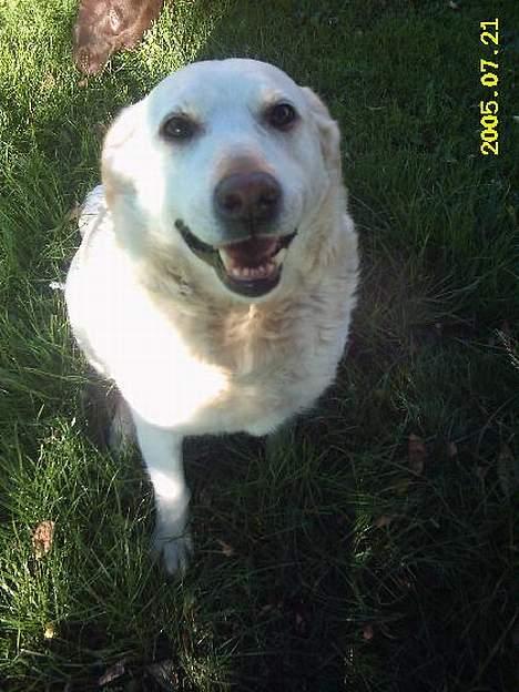 Labrador retriever Sussie - død billede 6