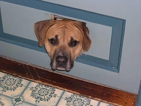 Amerikansk bulldog King billede 1