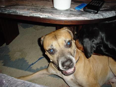 Amerikansk bulldog King - øv hun fandt mig billede 2