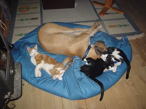 Amerikansk bulldog King - så er der familie put billede 3