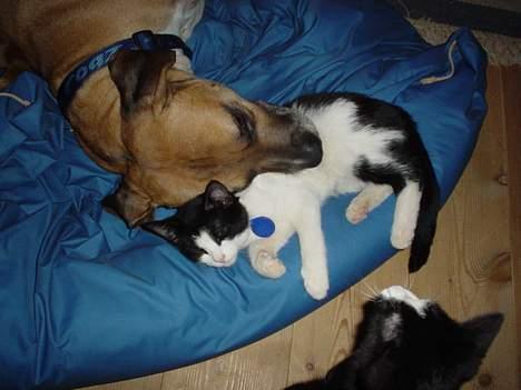 Amerikansk bulldog King - Dejlig med en hovedpude billede 4