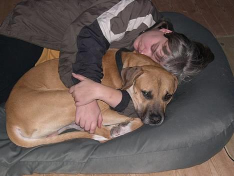 Amerikansk bulldog King billede 5