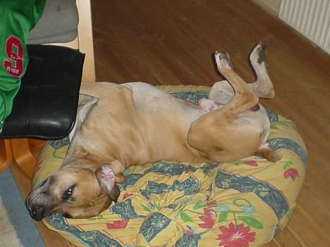 Amerikansk bulldog King - Tag lige en slapper billede 6