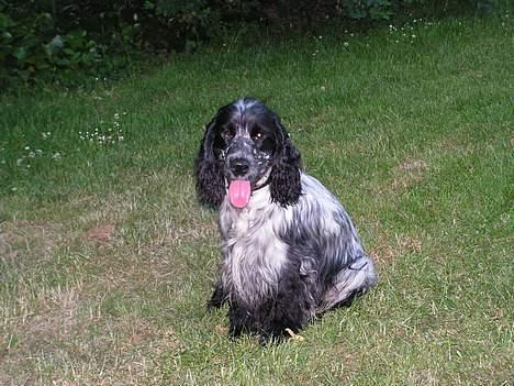 Cocker spaniel Balder - Balder 2 år i græsset billede 1