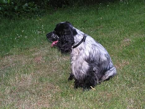 Cocker spaniel Balder - Balder. Hov...hvad var det? billede 2
