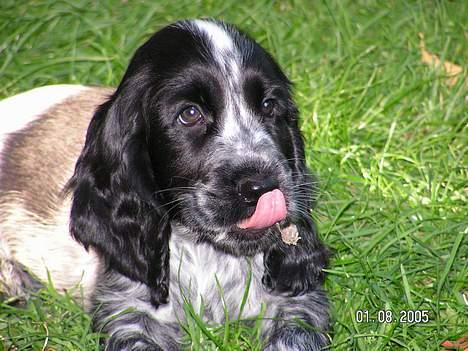 Cocker spaniel Buster - Buster, 7 uger gammel. billede 1