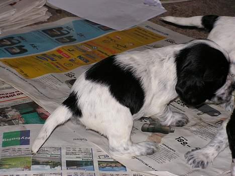 Cocker spaniel Buster - Buster, ca. 4 uger gammel. billede 3