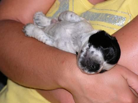 Cocker spaniel Buster - En sovende Buster, ca. 2 uger billede 4