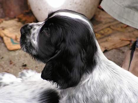 Cocker spaniel Buster - Buster i profil ca. 4 uger. billede 7