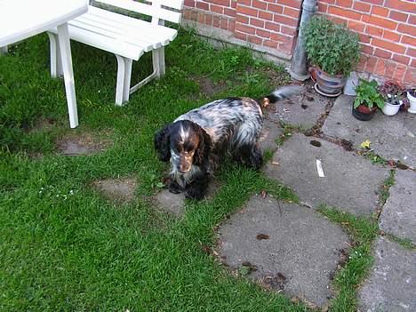 Cocker spaniel Balder - Den nybagte far-Balder foroven. billede 3