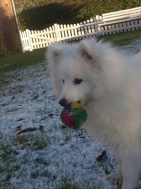 Japansk spids Inu-chibi amazing Kensei  - Er min bold ikke fin billede 2