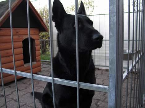 Schæferhund Freja (To-fast Daisy) billede 4