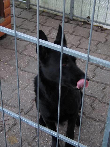 Schæferhund Freja (To-fast Daisy) billede 5