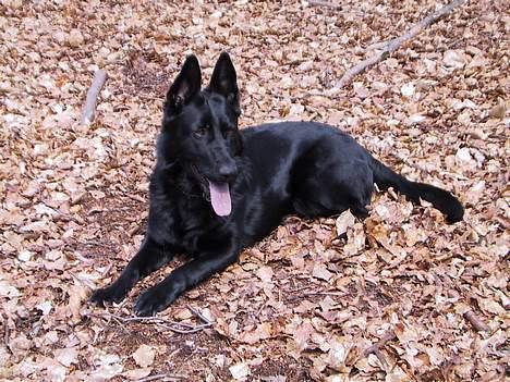 Schæferhund Freja (To-fast Daisy) billede 6