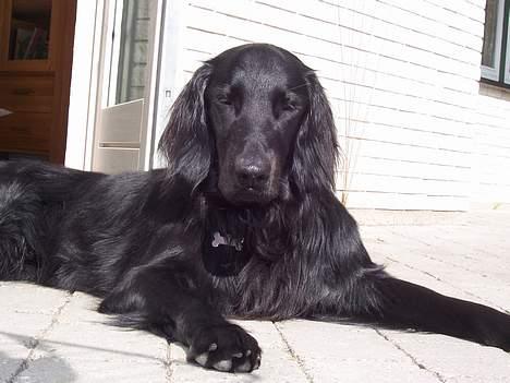 Flat coated retriever Baloo - Baloo stener den efter leg i hundeskoven. billede 12