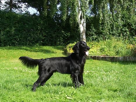 Flat coated retriever Baloo billede 13