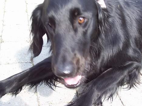 Flat coated retriever Baloo - Kom nu og leg i stedet for at tage billeder! billede 14