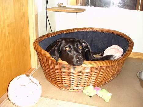 Blanding af racer Bonnie 27/1/02  - Jeg ligger i min seng billede 19