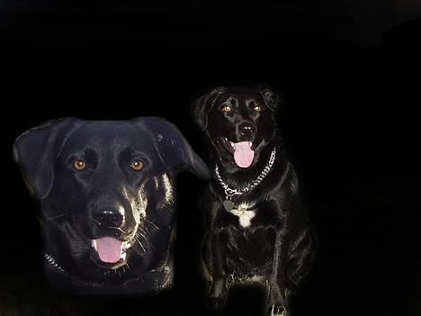 Blanding af racer Bonnie 27/1/02  - Smukke Bonnie  billede 20