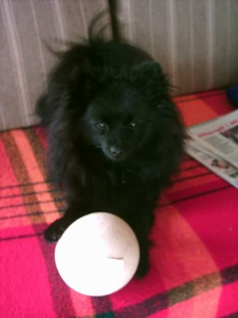 Pomeranian Fie *4-7-2004* - Skal vi ikke lege? billede 5