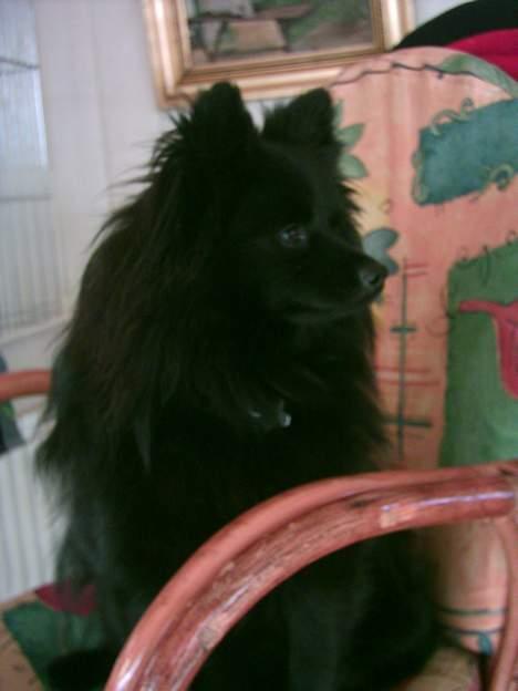 Pomeranian Fie *4-7-2004* - Kommer der ikke snart mad? billede 6