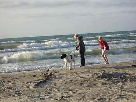 Blanding af racer Buster* R.I.P* - Buster ved stranden i skaen. billede 18