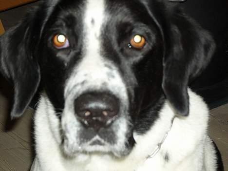 Blanding af racer Buster* R.I.P* - Nær billedet af buster billede 20