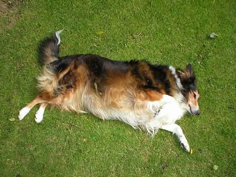 Collie langhåret Soffi R.I.P :´( - Soffi spiller død..  billede 9