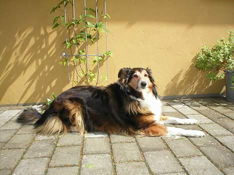 Collie langhåret Soffi R.I.P :´( - Soffi.. <3 billede 10