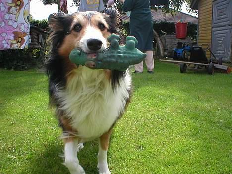 Collie langhåret Soffi R.I.P :´( - Ihh se min fine krokodille.. Den er ikke så pæn mere, men har også haft den hele mit liv.. :D billede 11